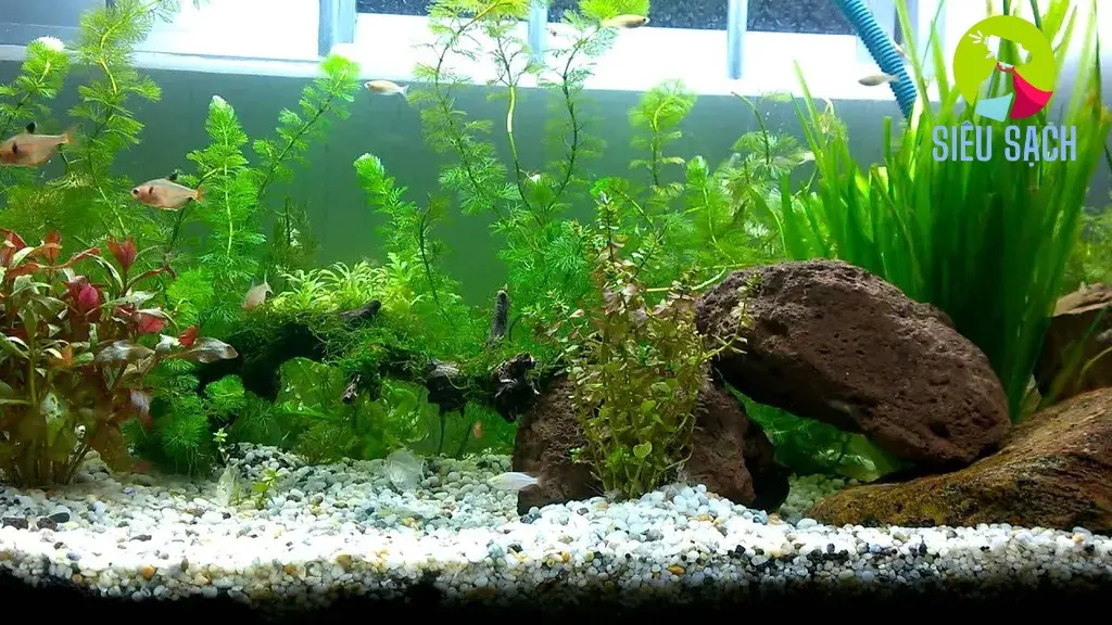 cach lam sach be ca khong can thay nuoc 6919496050a71