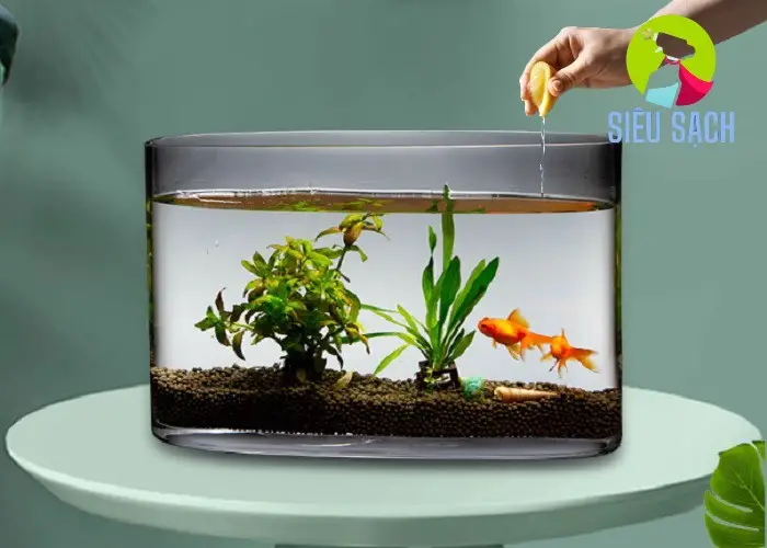 Duy Trì Bể Cá Không Cần Thay Nước Duy Trì Bể Cá Không Cần Thay Nước