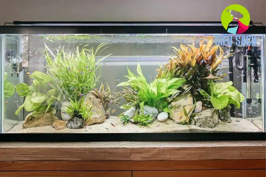 Bổ Sung Vi Khuẩn Có Lợi Bổ Sung Vi Khuẩn Có Lợi