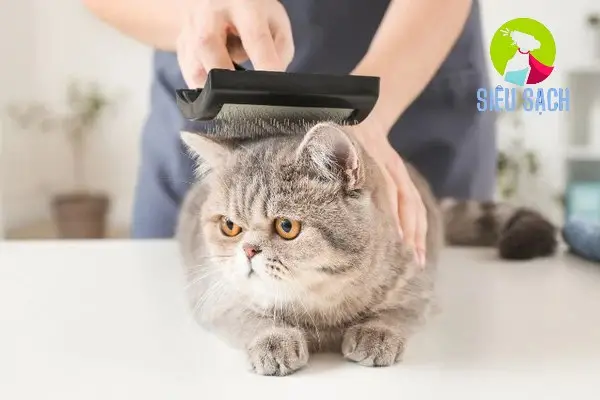 Miếng bọt biển ẩm có thể giúp bạn gom lông mèo lại một chỗ Miếng bọt biển ẩm có thể giúp bạn gom lông mèo lại một chỗ