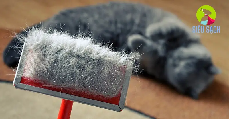 Băng dính có độ dính cao, giúp dễ dàng lấy đi lông mèo Băng dính có độ dính cao, giúp dễ dàng lấy đi lông mèo