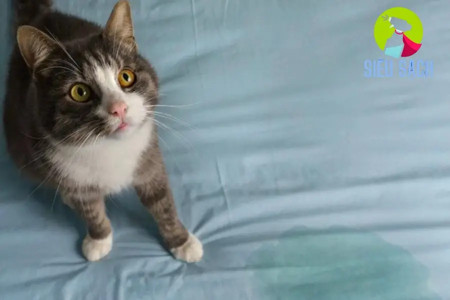 Sử dụng các sản phẩm chuyên dụng để khử mùi nước tiểu mèo Sử dụng các sản phẩm chuyên dụng để khử mùi nước tiểu mèo