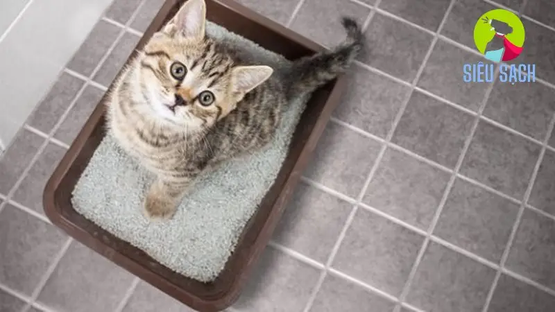 Vệ Sinh Khay Cát Đúng Cách Vệ Sinh Khay Cát Đúng Cách