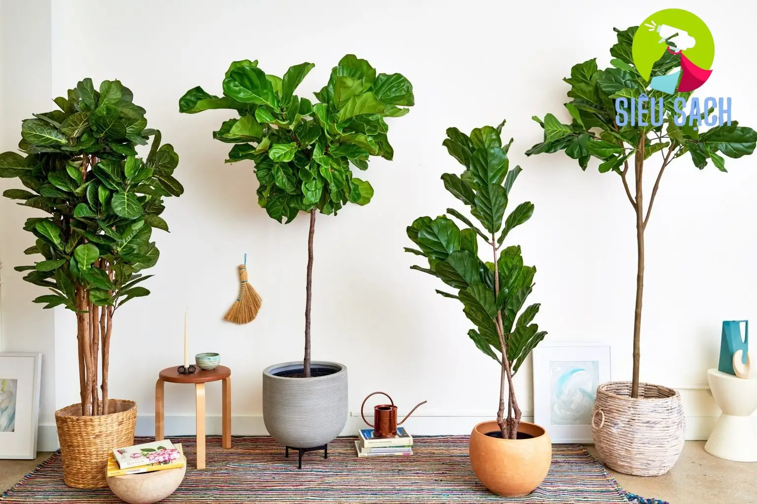 Cây Lan Ý (Spathiphyllum) Cây Lan Ý (Spathiphyllum)