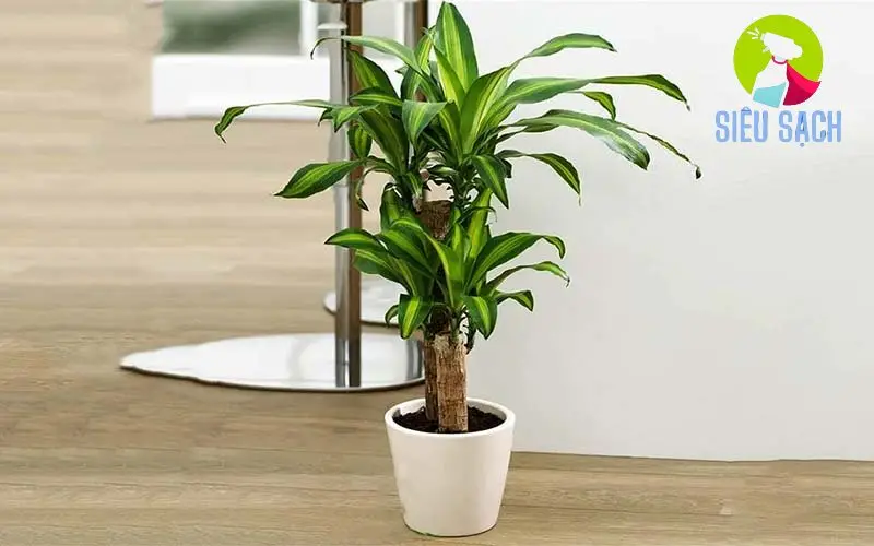 Cây Nha Đam (Aloe vera) Cây Nha Đam (Aloe vera)